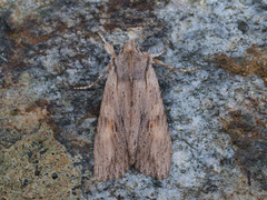 Brunt kappefly (Lithophane socia)