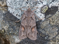 Gaffelkappefly (Lithophane furcifera)