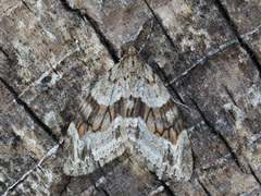 Barred Tooth-striped (Trichopteryx polycommata)