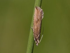 Sumpviklerne (Bactra lacteana/lancealana/robustana)