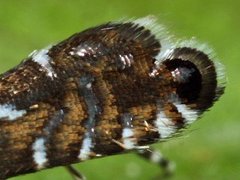 Sedge Fanner (Glyphipterix forsterella)