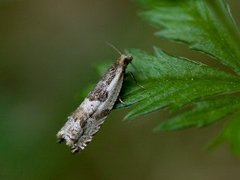 Blåbærsigdvikler (Ancylis myrtillana)