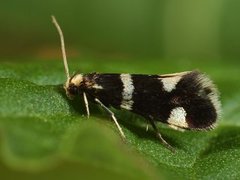 Strawberry Bright (Incurvaria praelatella)