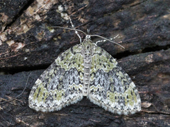 Yellow-barred Brindle (Acasis viretata)