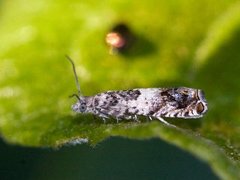 White Sallow Bell (Epinotia subocellana)