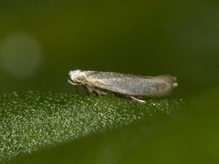 Bronze Argent (Argyresthia arceuthina)