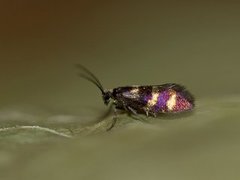 Yellow-barred Gold (Micropterix aureatella)