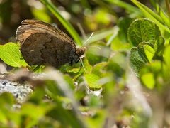 Dewy Ringlet (Erebia pandrose)