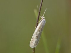 Dotted Shade (Eana osseana)