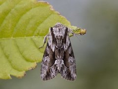 Raggfly (Hyppa rectilinea)