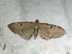 Brun dvergmåler (Eupithecia absinthiata)