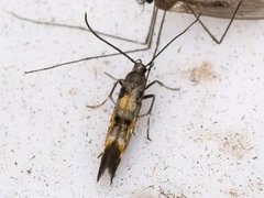 Red Cosmet (Mompha locupletella)