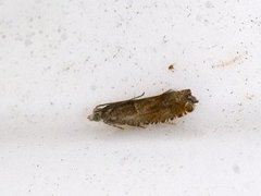 Nut Bud Moth (Epinotia tenerana)