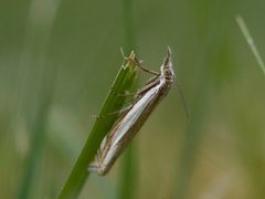Grass-veneer (Crambus pascuella)