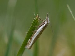 Beitenebbmott (Crambus pascuella)