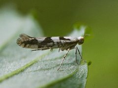 Gold Rowan Argent (Argyresthia sorbiella)