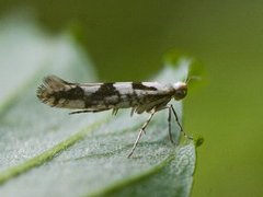 Argyresthia sorbiella