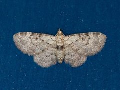 Bilberry Pug (Pasiphila debiliata)