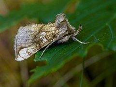Tyrihjelmfly (Polychrysia moneta)