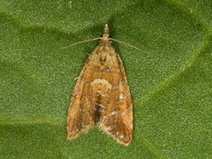 Yellow-spot Tortrix (Pseudargyrotoza conwagana)