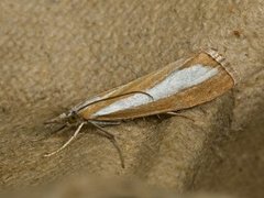 Pearl-band Grass Veneer (Catoptria margaritella)