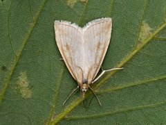 Pale Straw Pearl (Udea lutealis)