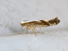 Kirsebærmøll (Argyresthia pruniella)