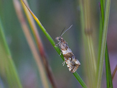 Sølvprydvikler (Phiaris micana)