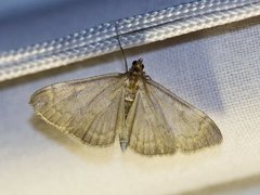 Marimjelleengmott (Anania fuscalis)