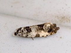 Marbled Bell (Eucosma campoliliana)