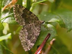 Skogolivenmåler (Colostygia olivata)