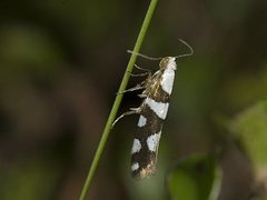 Argyresthia brockeella