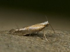 Juniper Argent (Argyresthia dilectella)