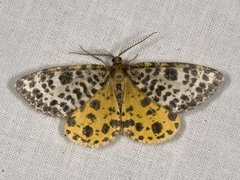 Spotted Beauty (Arichanna melanaria)