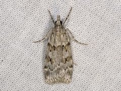 Large Grey (Scoparia subfusca)