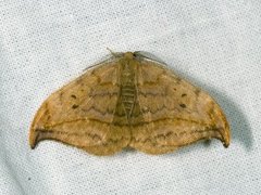 Dusky Hook-tip (Drepana curvatula)