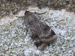 Lesser Yellow Underwing (Noctua comes)