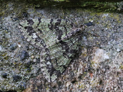 Seljebuskmåler (Hydriomena furcata)
