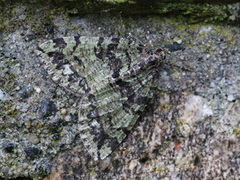 July Highflyer (Hydriomena furcata)