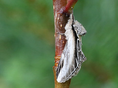 Seljetannspinner (Pheosia tremula)