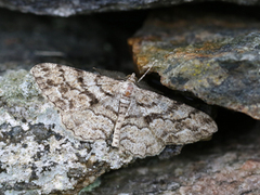 Fjærbarkmåler (Peribatodes secundaria)