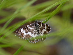 Engmauremåler (Epirrhoe tristata)