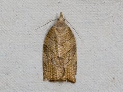Chequered Fruit-tree Tortrix (Pandemis corylana)