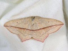 Blood-vein (Timandra comae)