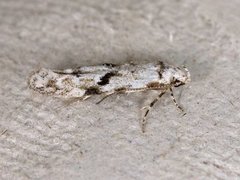 Black-dotted Groundling (Stenolechia gemmella)