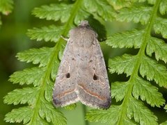 Red-line Quaker (Agrochola lota)