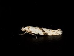 Black-dotted Groundling (Stenolechia gemmella)