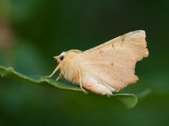 Eikeflikmåler (Ennomos erosaria)