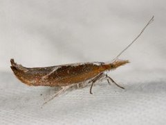 Honeysuckle Moth (Ypsolopha dentella)