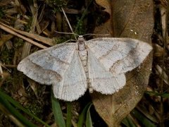 Linjelundmåler (Mesotype parallelolineata)